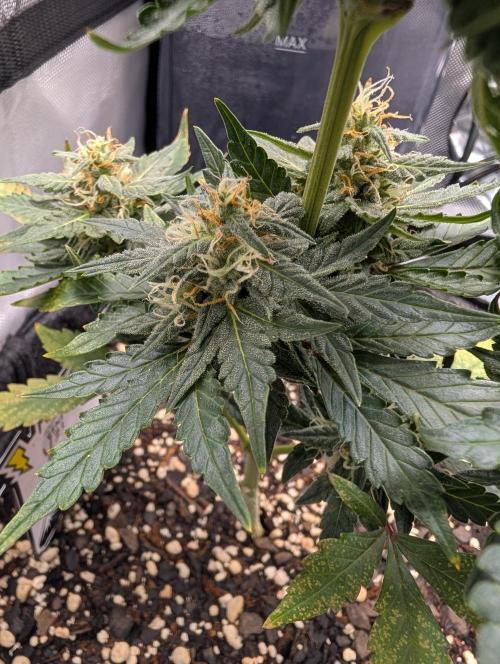 Fast Buds & Mephisto. Week 8