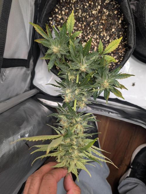 Fast Buds & Mephisto. Week 8