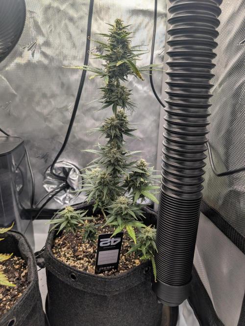 Fast Buds & Mephisto. Week 8