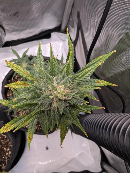 Fast Buds & Mephisto. Week 8