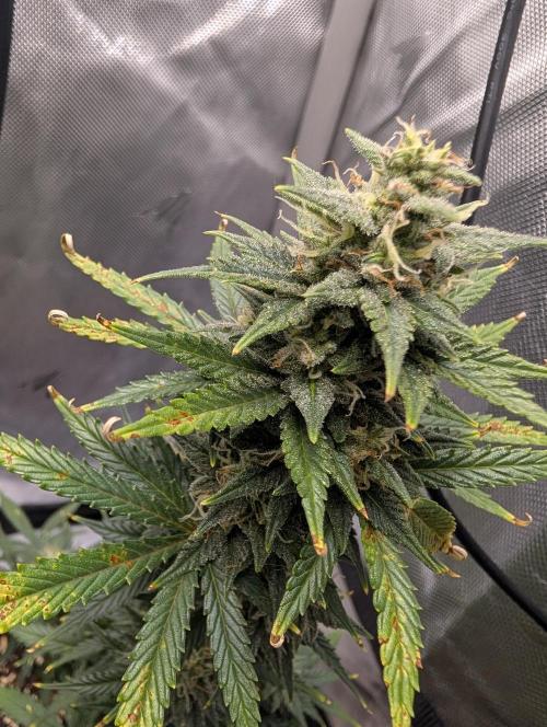 Fast Buds & Mephisto. Week 8
