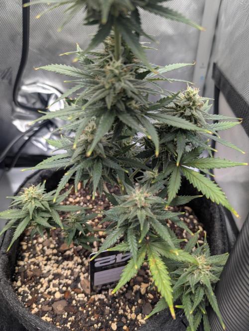 Fast Buds & Mephisto. Week 8
