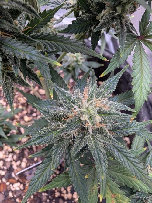 Fast Buds & Mephisto. Week 8