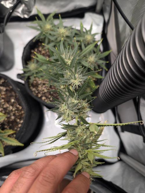 Fast Buds & Mephisto. Week 8