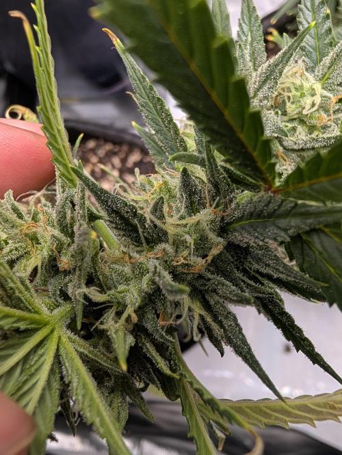 Fast Buds & Mephisto. Week 8