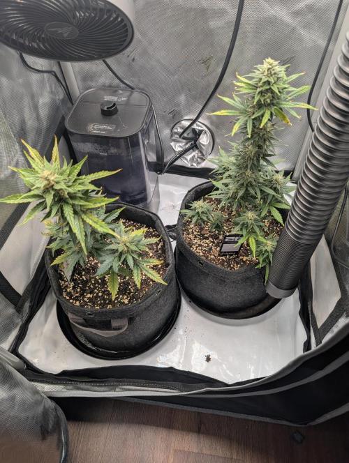 Fast Buds & Mephisto. Week 8