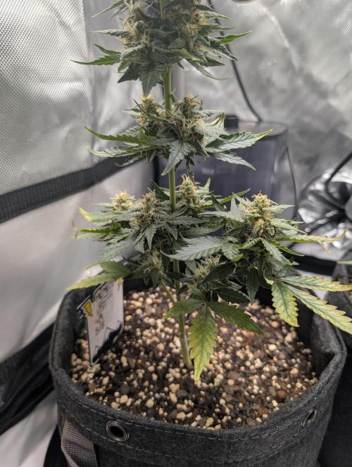 Fast Buds & Mephisto. Week 9
