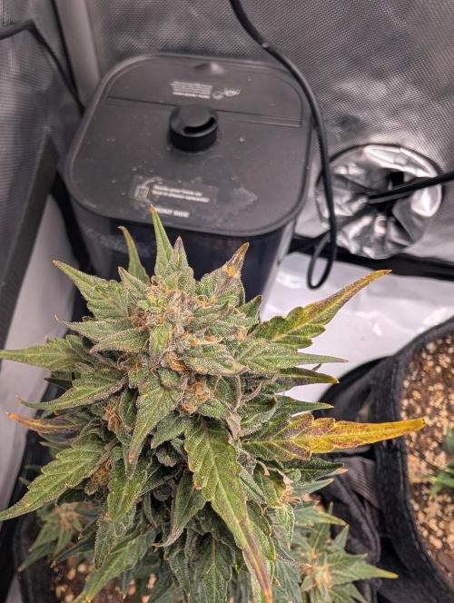 Fast Buds & Mephisto. Week 10