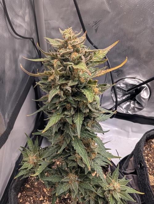 Fast Buds & Mephisto. Week 10