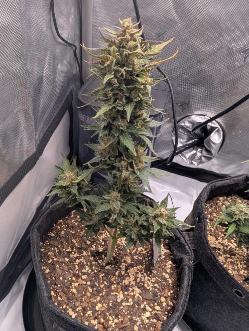 Fast Buds & Mephisto. Week 10