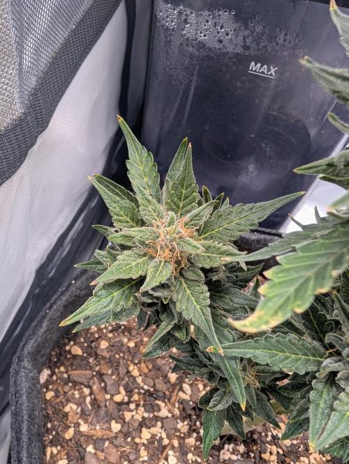 Fast Buds & Mephisto. Week 10