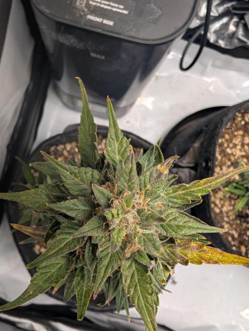 Fast Buds & Mephisto. Week 10