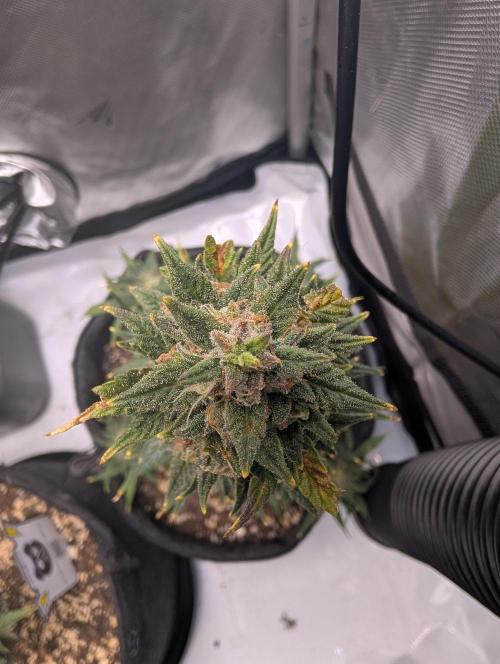 Fast Buds & Mephisto. Week 10