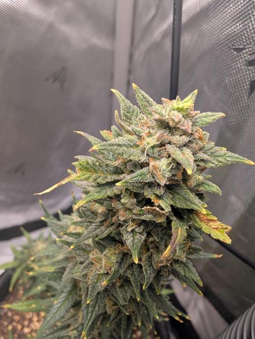 Fast Buds & Mephisto. Week 10