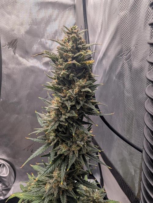 Fast Buds & Mephisto. Week 10