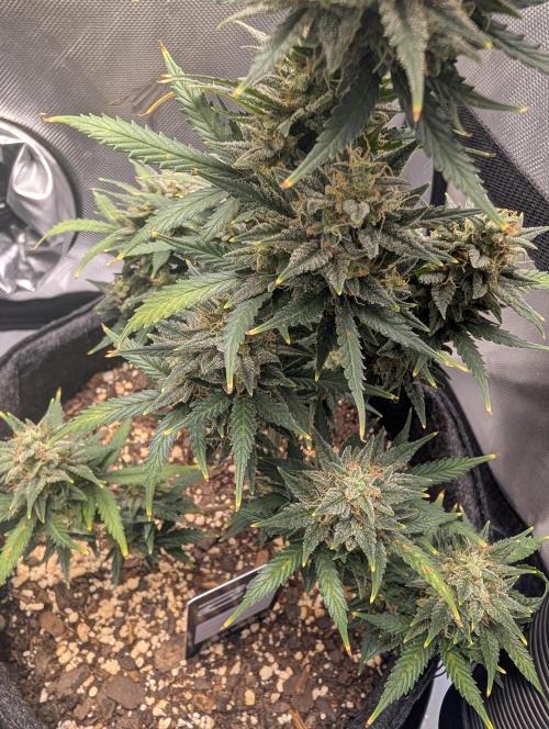 Fast Buds & Mephisto. Week 10