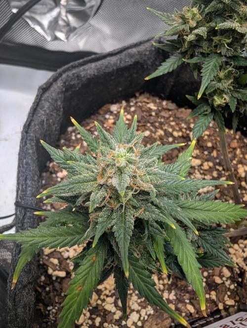 Fast Buds & Mephisto. Week 10