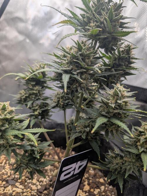 Fast Buds & Mephisto. Week 10