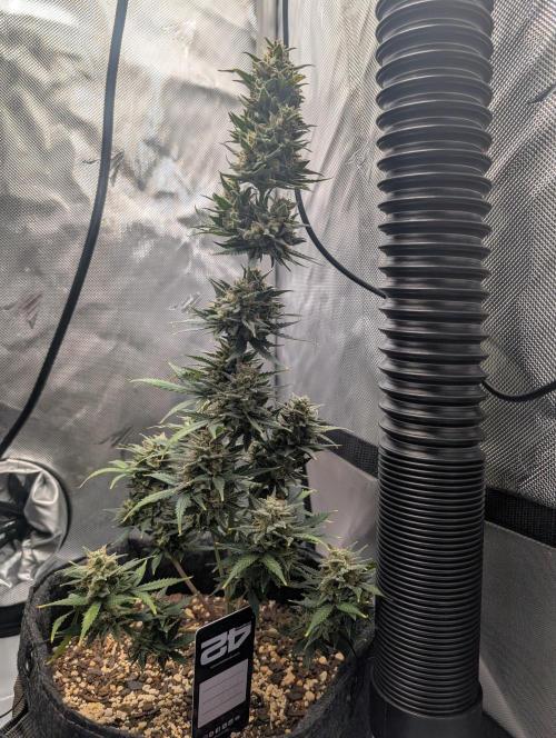Fast Buds & Mephisto. Week 10