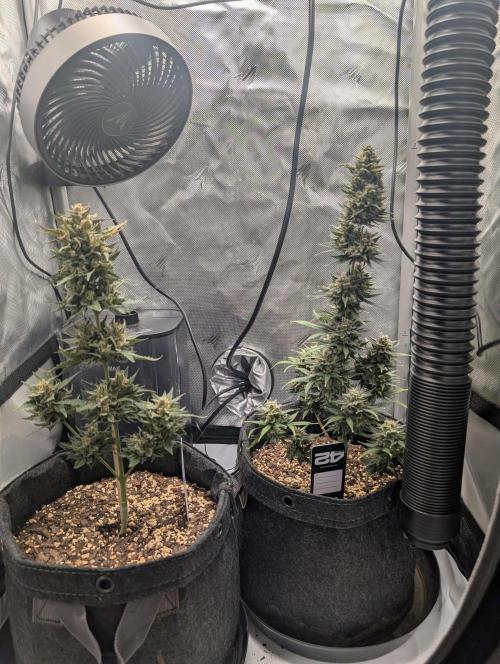 Fast Buds & Mephisto. Week 10