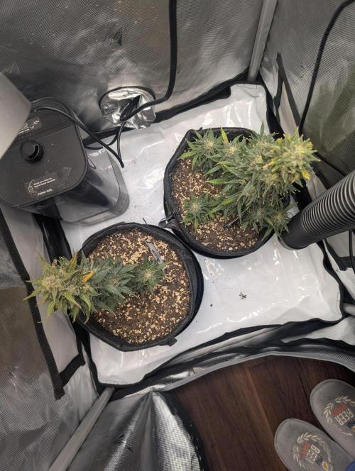 Fast Buds & Mephisto. Week 10