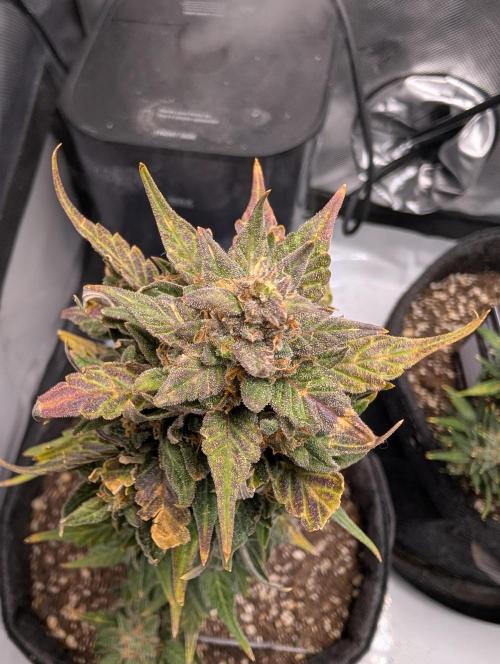 Fast Buds & Mephisto. Week 11