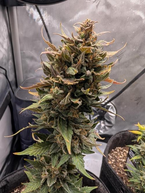 Fast Buds & Mephisto. Week 11