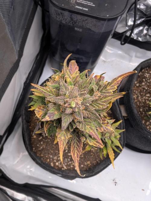 Fast Buds & Mephisto. Week 12
