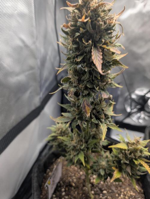 Fast Buds & Mephisto. Week 12