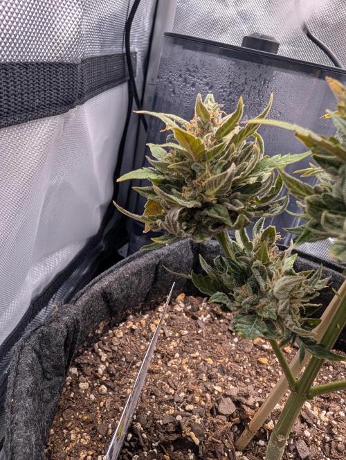 Fast Buds & Mephisto. Week 12