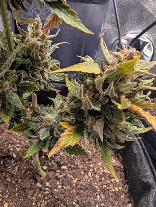 Fast Buds & Mephisto. Week 12