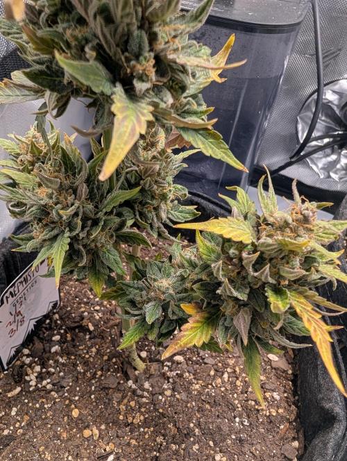 Fast Buds & Mephisto. Week 12