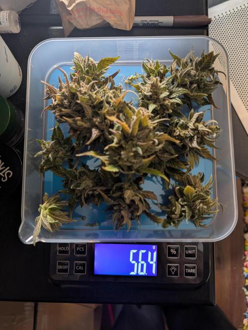 Fast Buds & Mephisto. Week 12