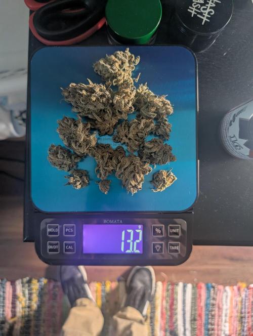 Fast Buds & Mephisto. Week 12