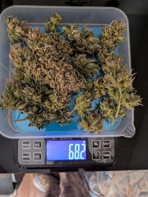 Fast Buds & Mephisto. Week 13