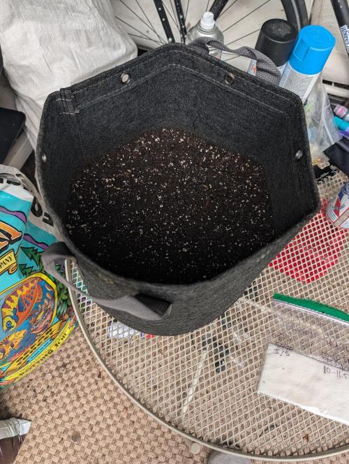 Forgotten Strawberries. Week 0