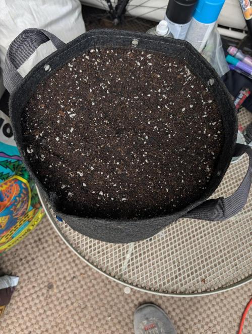 Forgotten Strawberries. Week 0