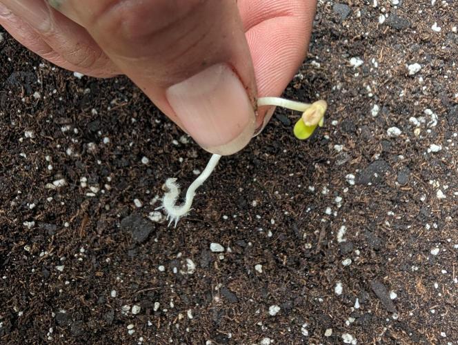 Forgotten Strawberries. Week 0