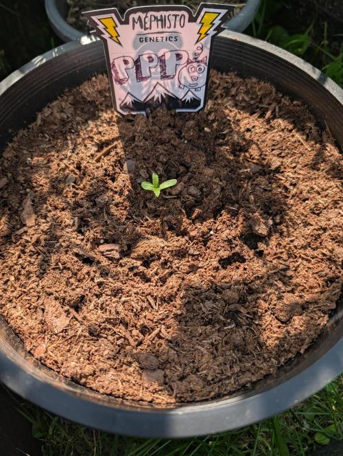 Outdoors PPP. Week 2