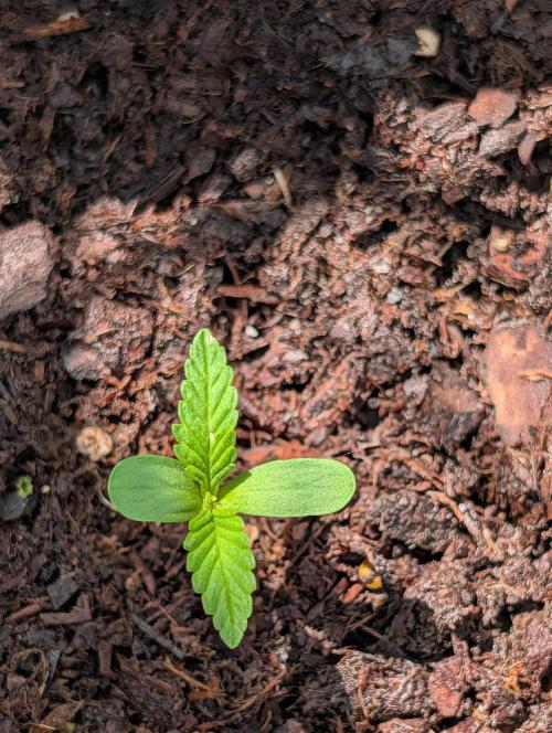 Outdoors PPP. Week 2