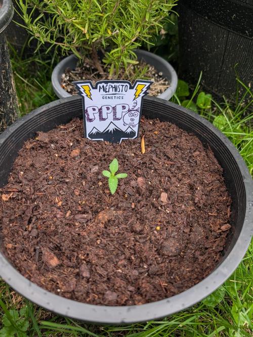 Outdoors PPP. Week 2