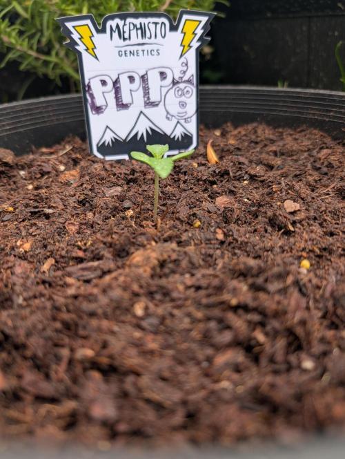 Outdoors PPP. Week 2
