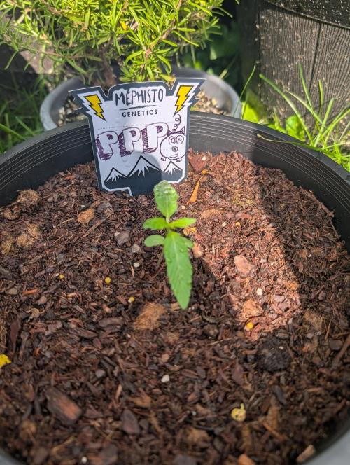 Outdoors PPP. Week 2