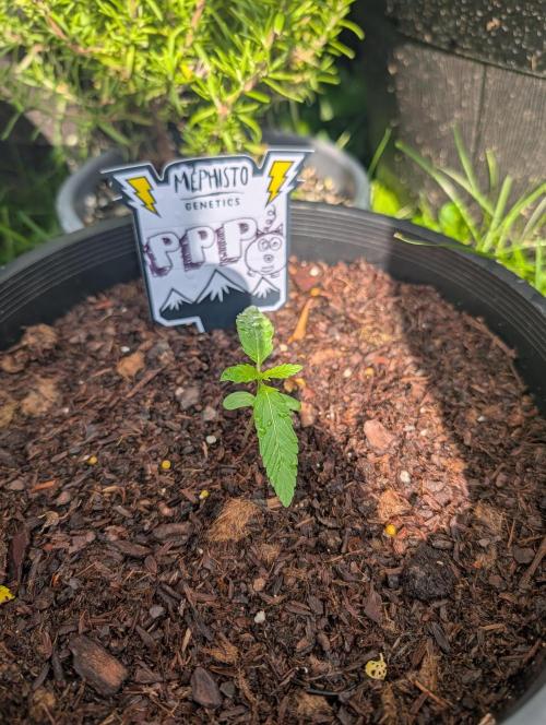 Outdoors PPP. Week 2