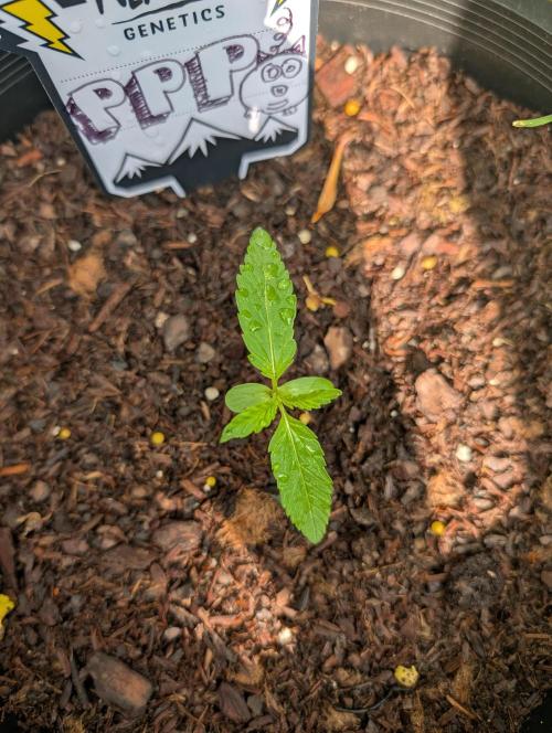 Outdoors PPP. Week 2
