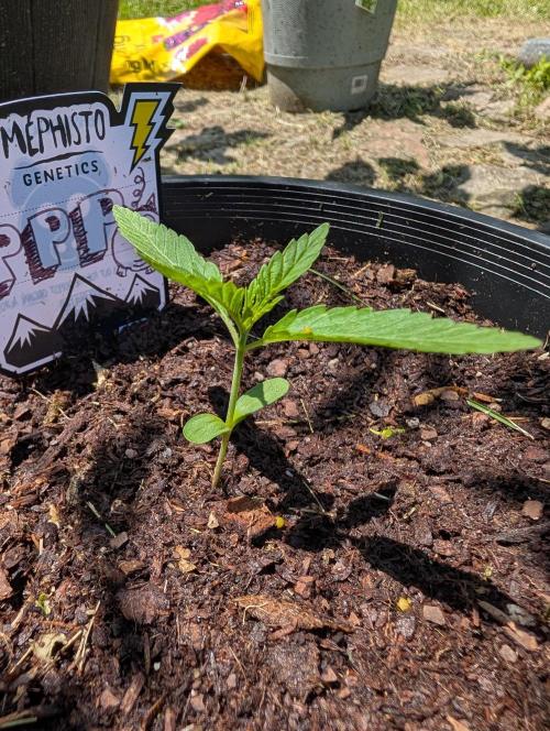 Outdoors PPP. Week 2