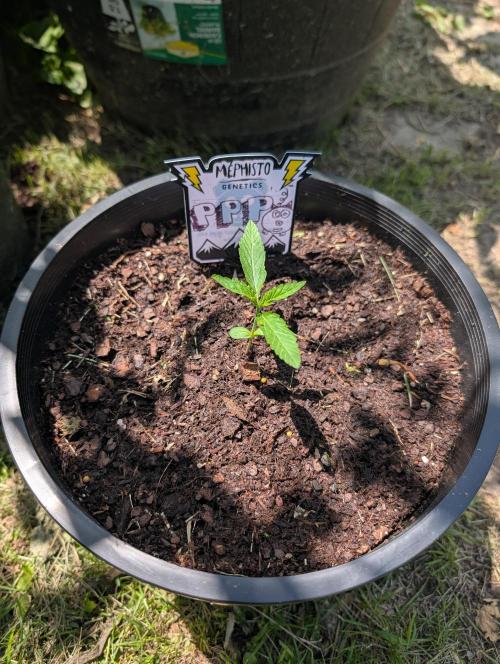 Outdoors PPP. Week 2