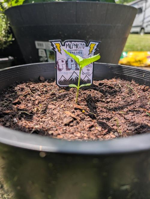 Outdoors PPP. Week 2
