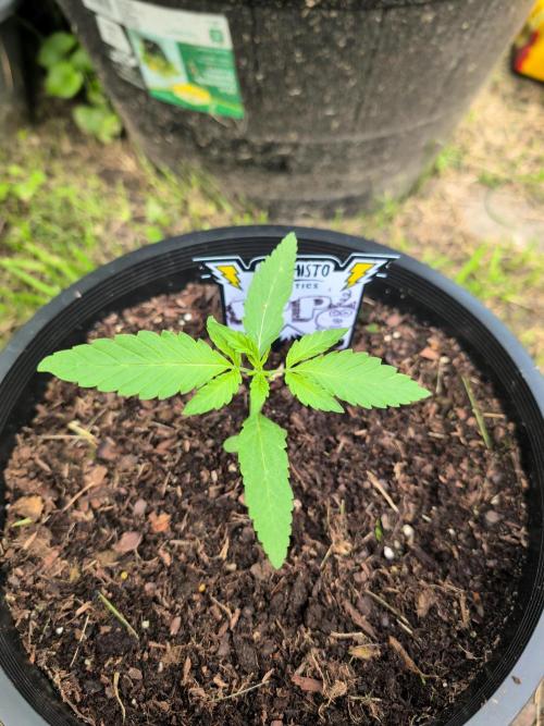 Outdoors PPP. Week 2