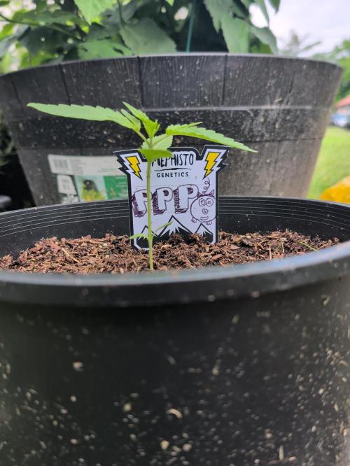 Outdoors PPP. Week 2